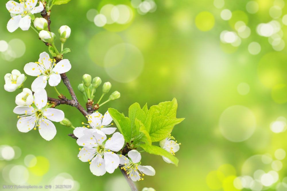 关键词:唯美鲜花背景图片素材 风景 季节 春天 春季 唯美 朦胧 鲜花