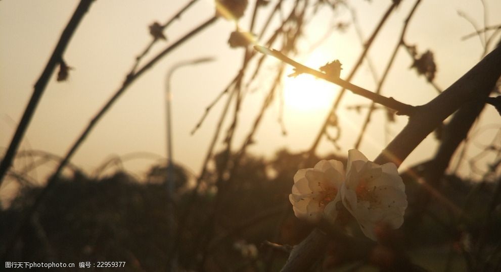 夕阳下的梅花