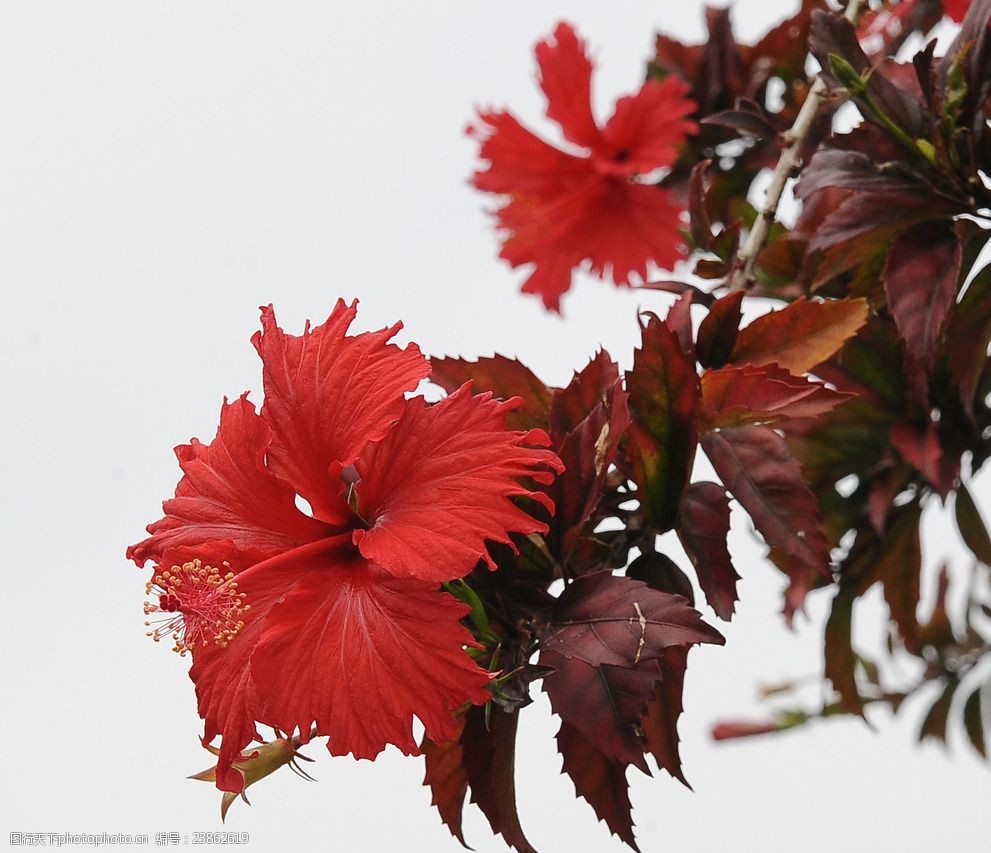 扶桑花朱槿红花扶桑赤槿