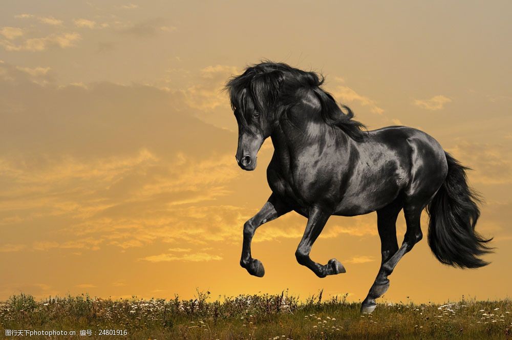 动植物  关键词:草原上奔跑的一匹马图片素材 马 一匹马 骏马 马儿