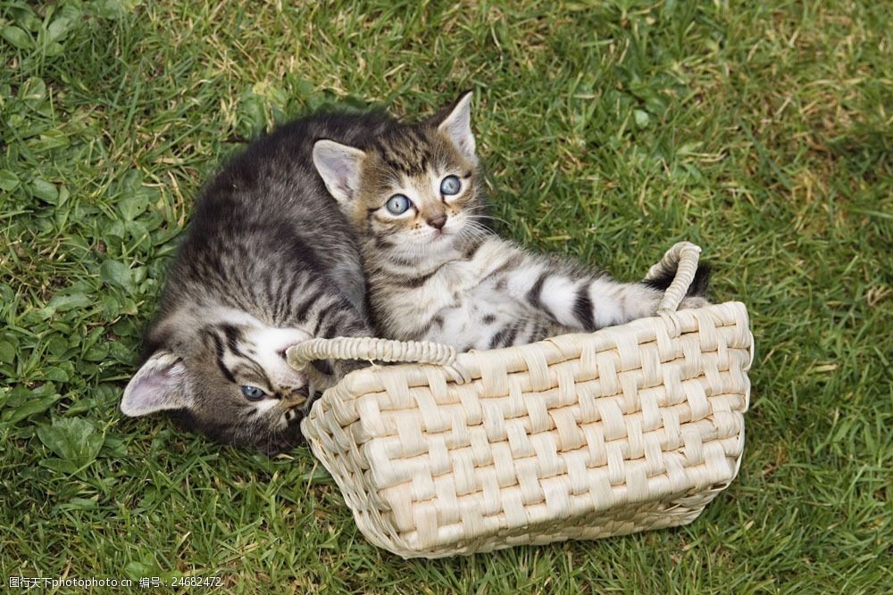 篮子里的小猫图片