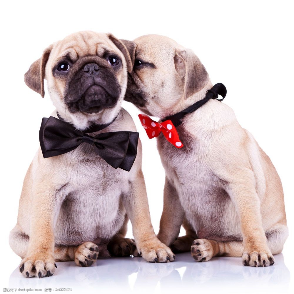 关键词:两只亲密的狗图片素材 蹲着 亲密 蝴蝶结 狗 动物 宠物 狗狗