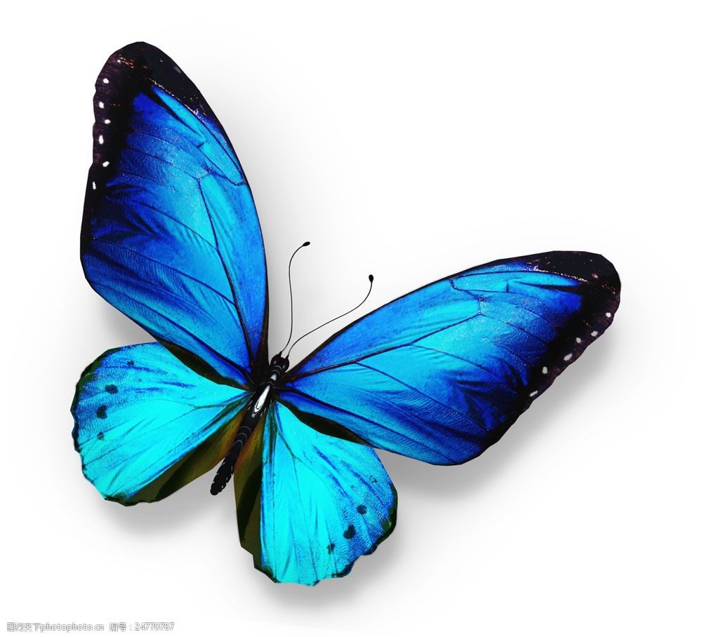 关键词:漂亮蓝色蝴蝶图片素材 蓝色蝴蝶 美丽蝴蝶 漂亮蝴蝶 昆虫动物