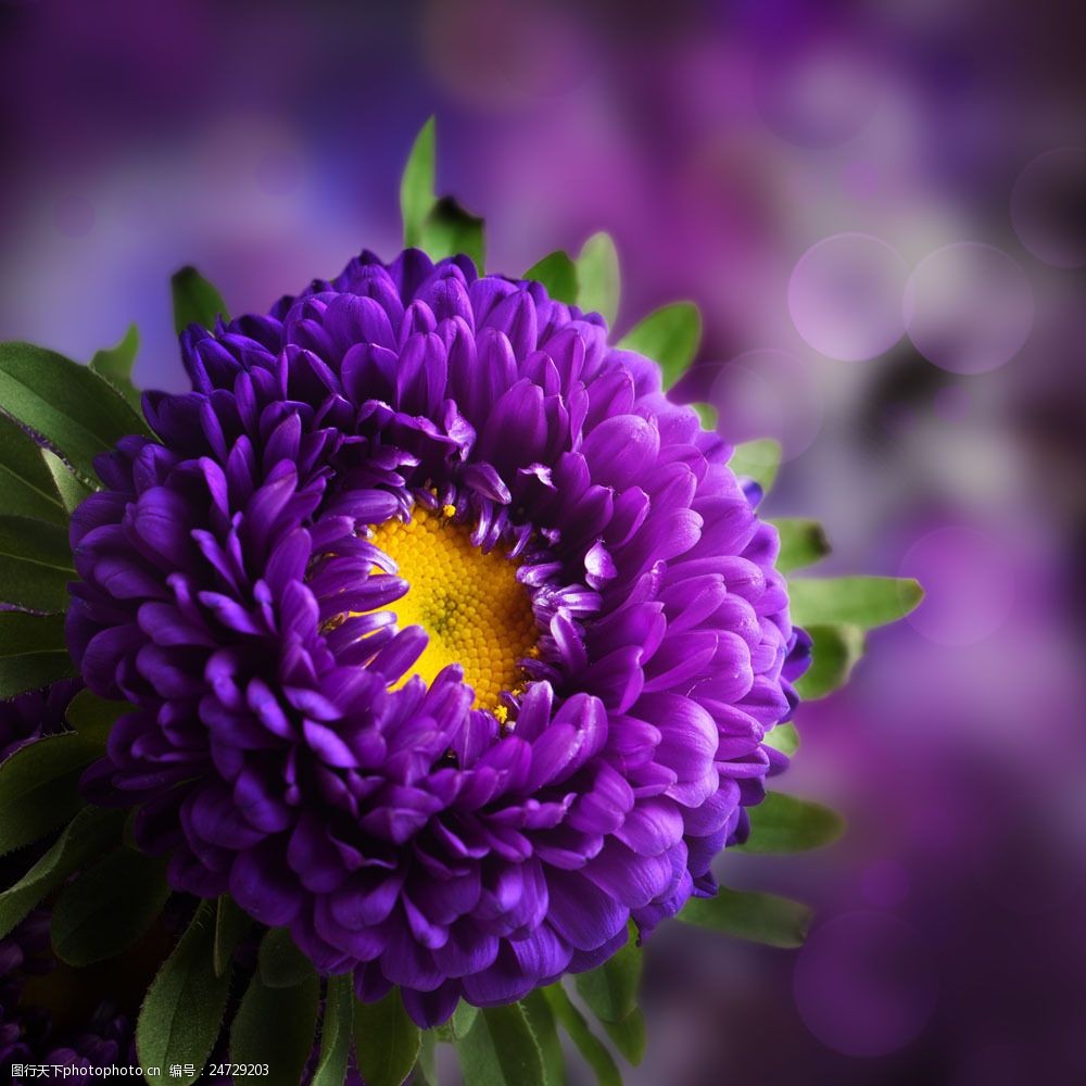 关键词:美丽紫色鲜花图片素材 紫色鲜花 美丽花朵 美丽鲜花 鲜花摄影