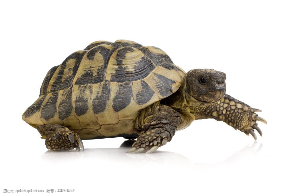 爬行的乌龟图片素材 动物世界 动物摄影 野生动物 陆地动物 乌龟 生物