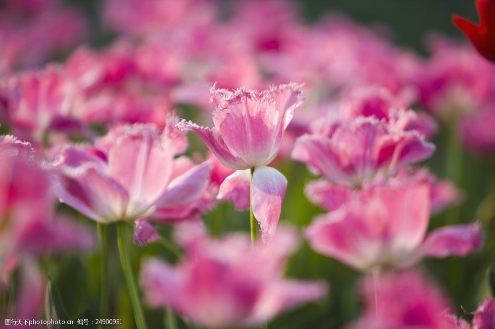 盛开的粉色郁金香花图片图片