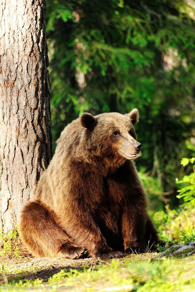 关键词:坐着的棕熊图片素材 棕熊 熊 野生动物 陆地动物 动物世界