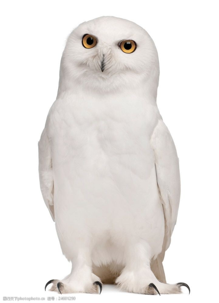 关键词:白色猫头鹰摄影图片素材 猫头鹰 动物 鸟类 鸟 鸟类动物 空中