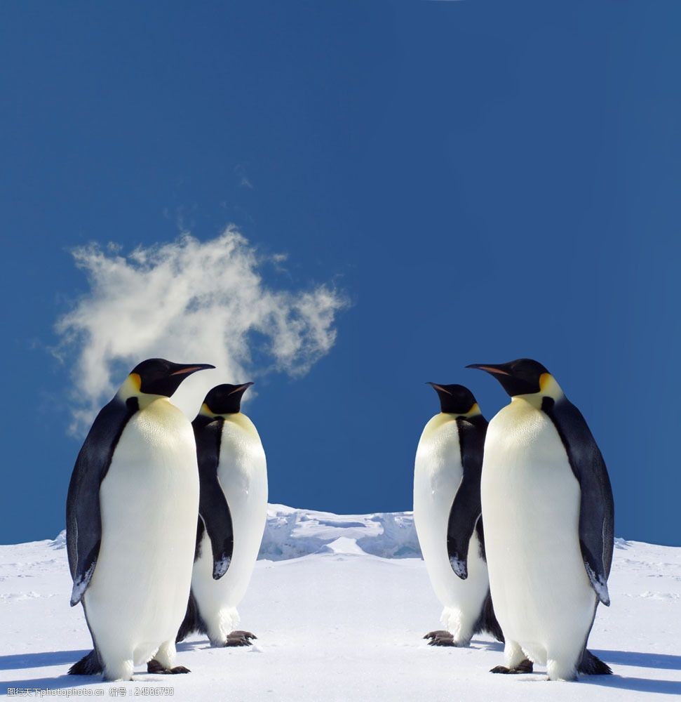 雪地企鹅图片