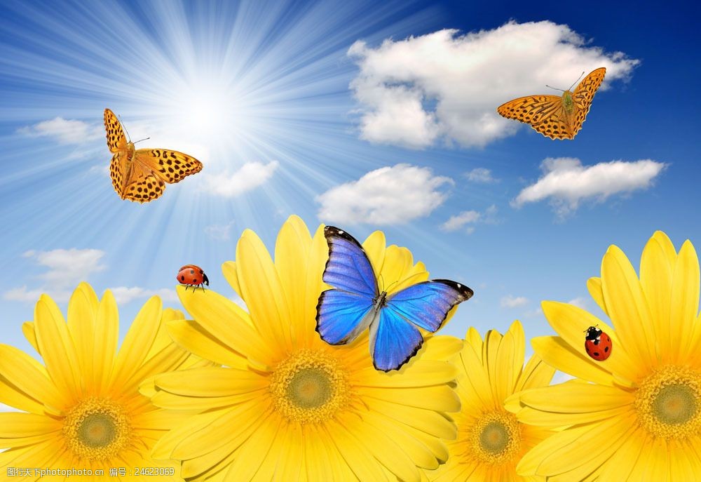 设计图库 高清素材 动植物  关键词:蓝天白云 向日葵 蝴蝶图片素材
