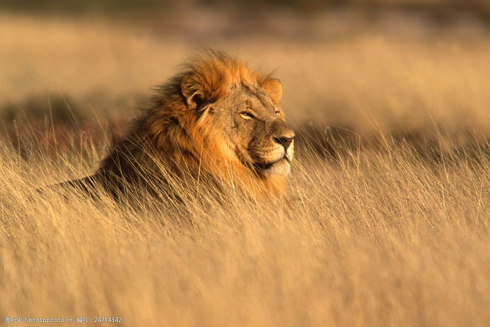 高清素材 动植物  关键词:非洲雄狮素材图片素材 狮子 草原 雄狮 动物