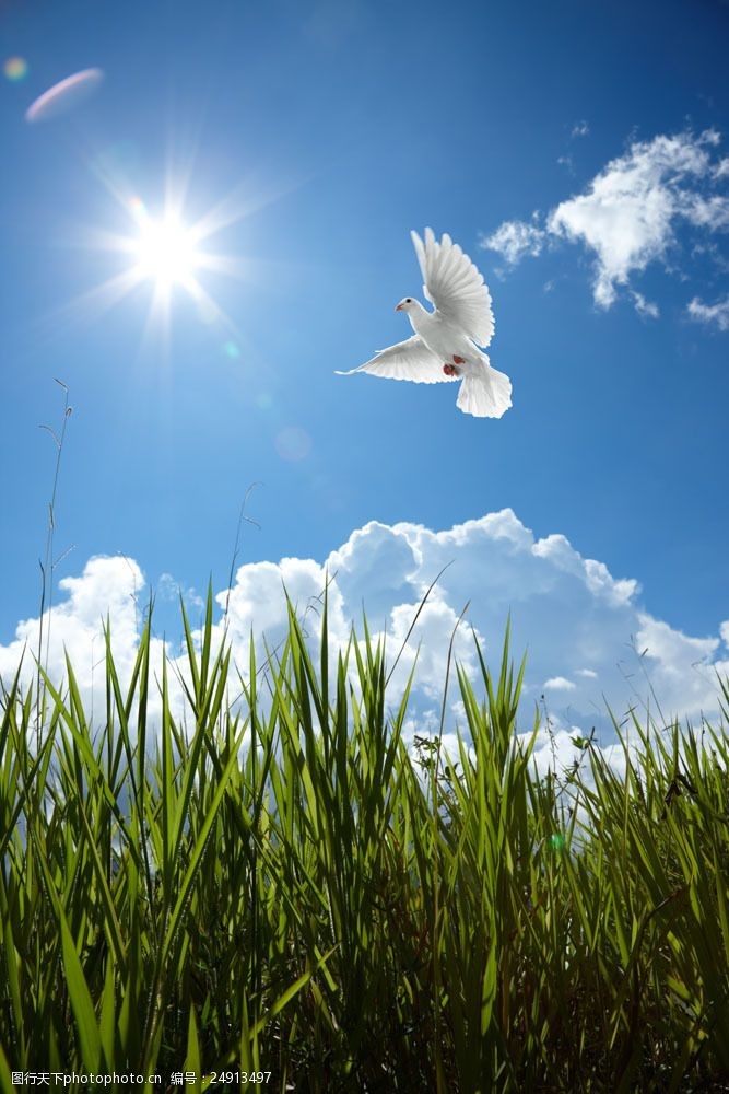 动植物  关键词:蓝天中飞翔的鸽子图片素材 蓝天 飞翔 白云 白鸽 鸽子