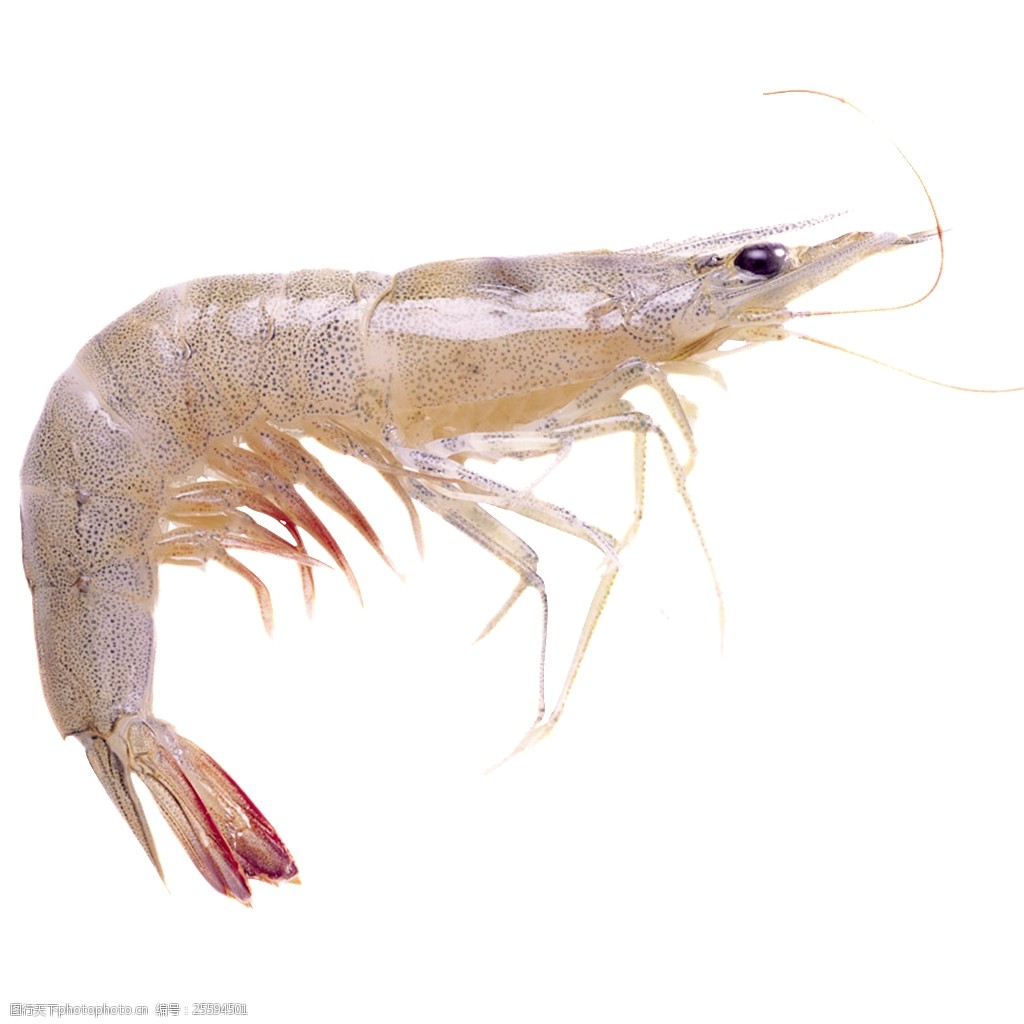 关键词:唯美实物海洋生物素材 唯美 写实 大虾 真实 形象