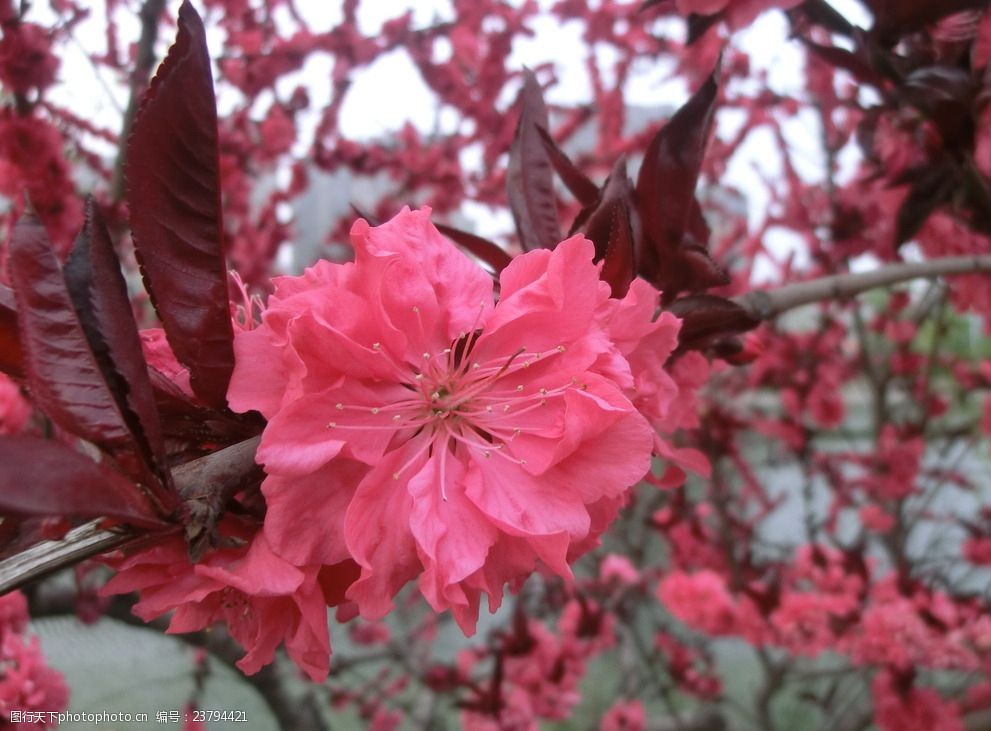 高清图片碧桃花