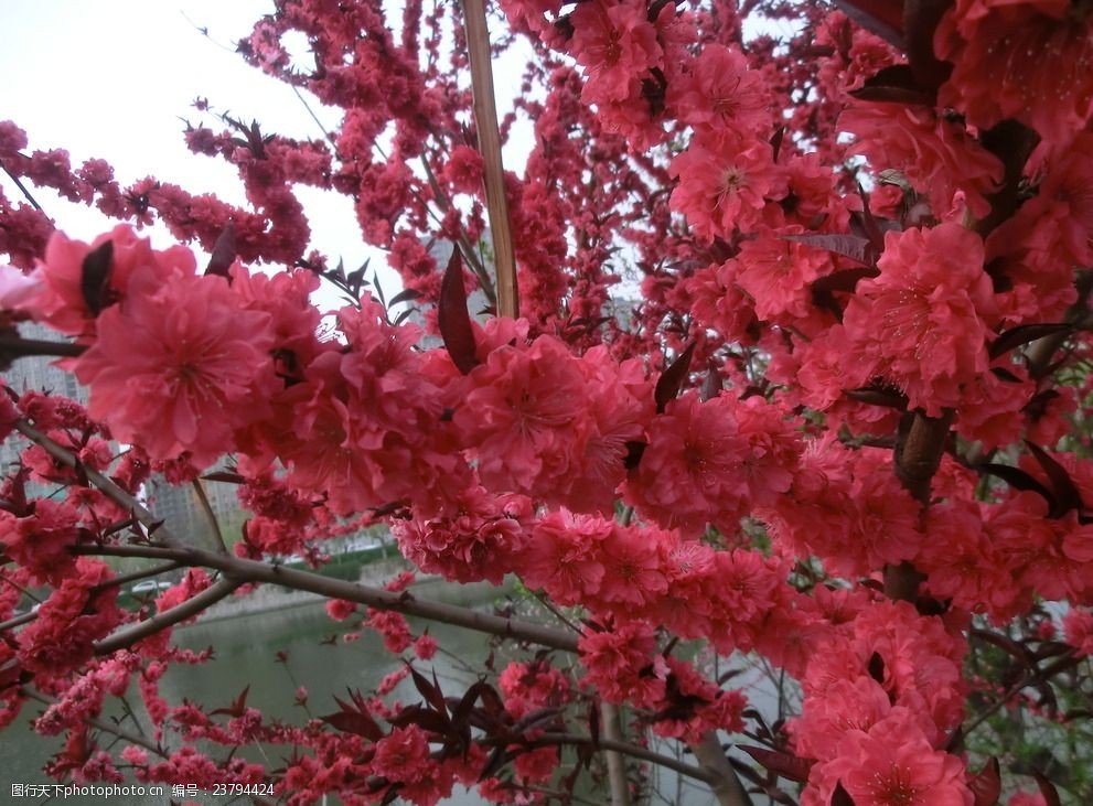 高清图片碧桃花