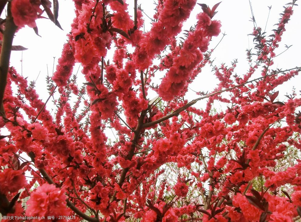 十里桃花 玫红色的花 红花绿叶 春天素材 春天 花枝 桃花朵朵开 果树