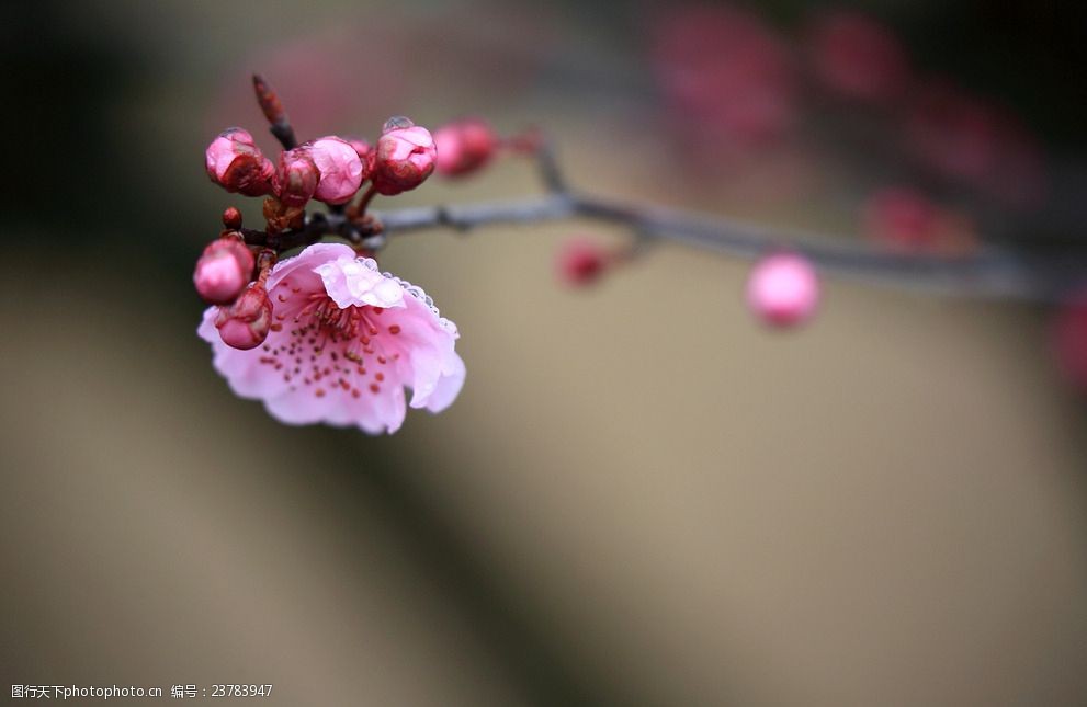 关键词:雨后的春梅 春天 风景 梅花 特写 红色 摄影 生物世界 花草