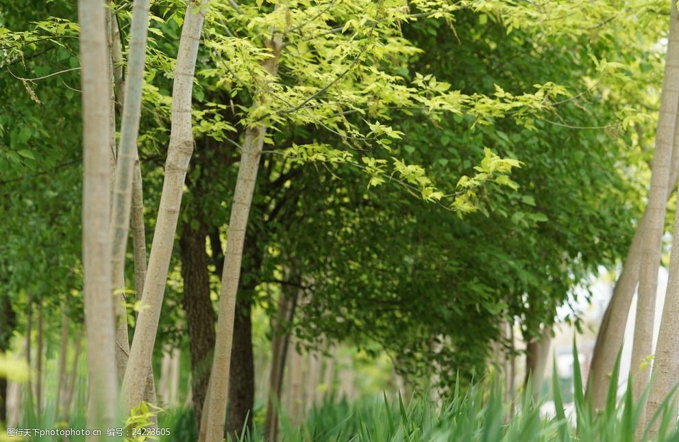 关键词:高清绿色树林草地 树林 草地 绿色 小树林 春天风景 树叶 草