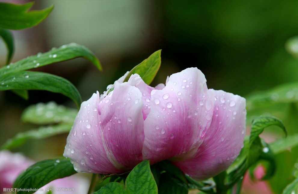 雨后粉色牡丹