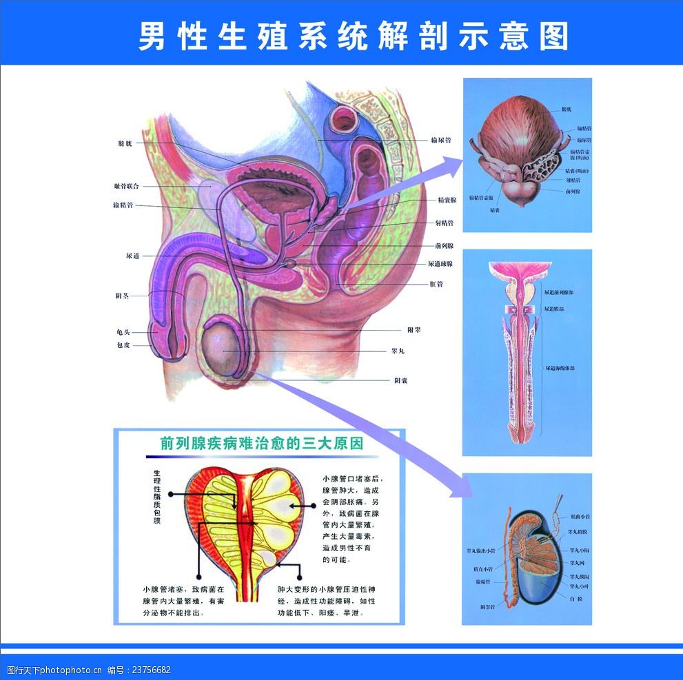 男性生殖系统解剖示意图