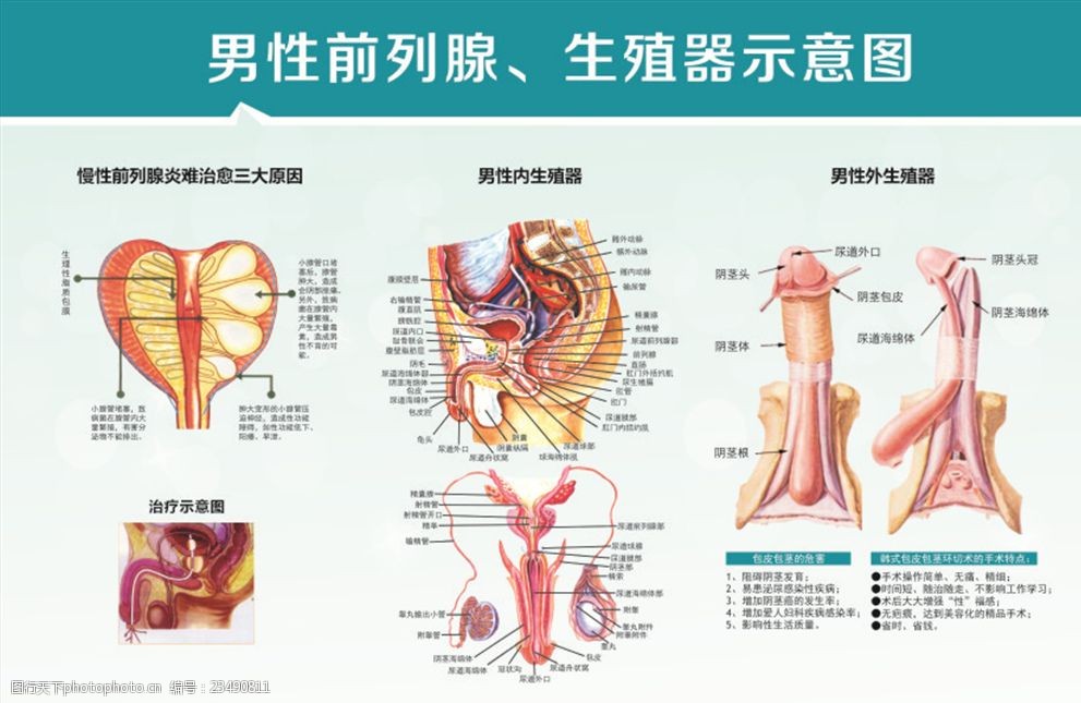 男性生殖器解剖图