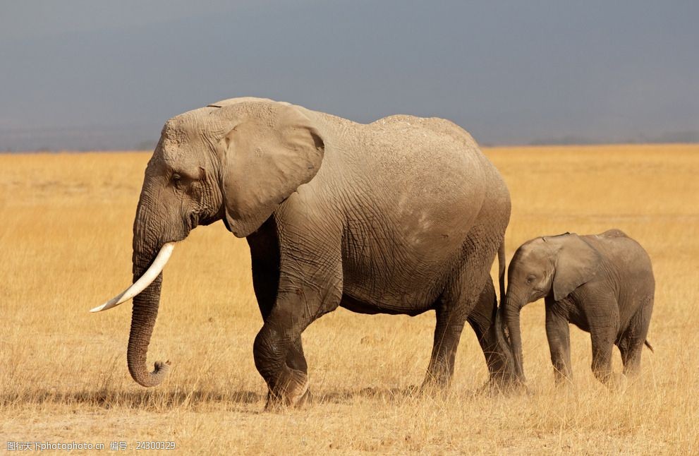 草原上行走的大象