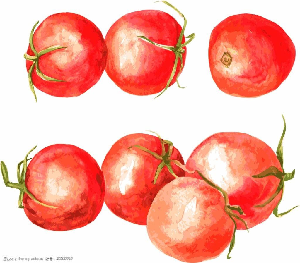 关键词:水彩绘西红柿插画 红色 水彩绘 手绘 插画 蔬菜 水果 西红柿