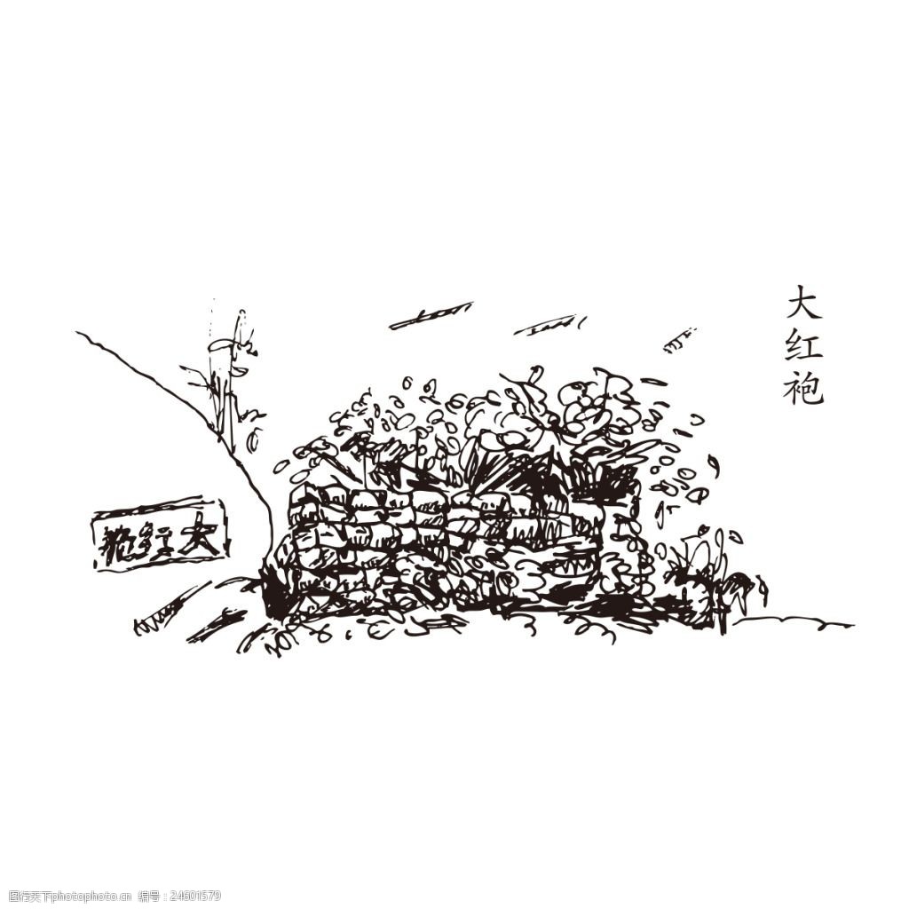 武夷山大红袍母树线描风景手绘