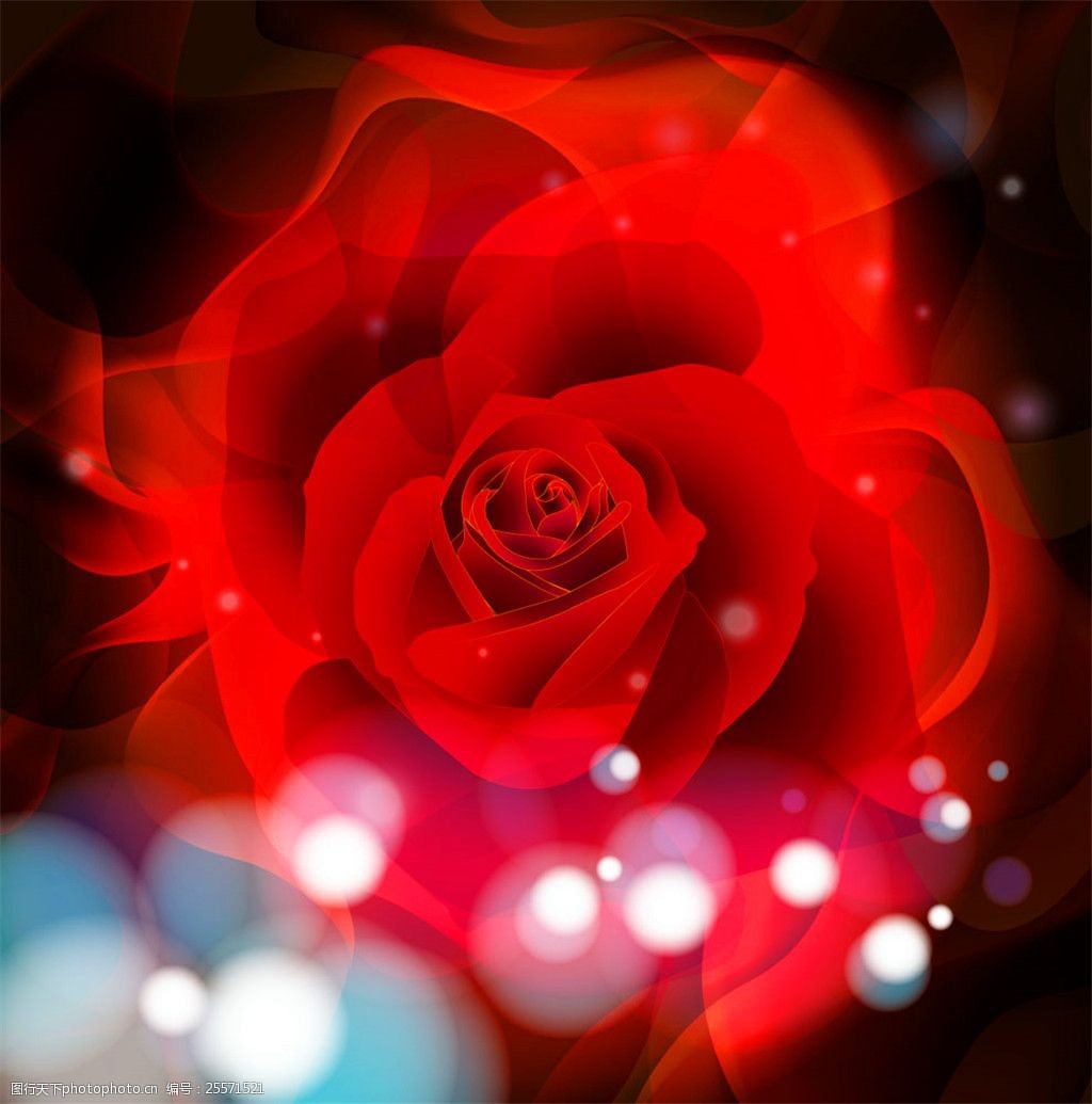 红色光斑玫瑰花 玫瑰花 红色玫瑰花 花瓣 植物花朵 美丽鲜花 漂亮花朵