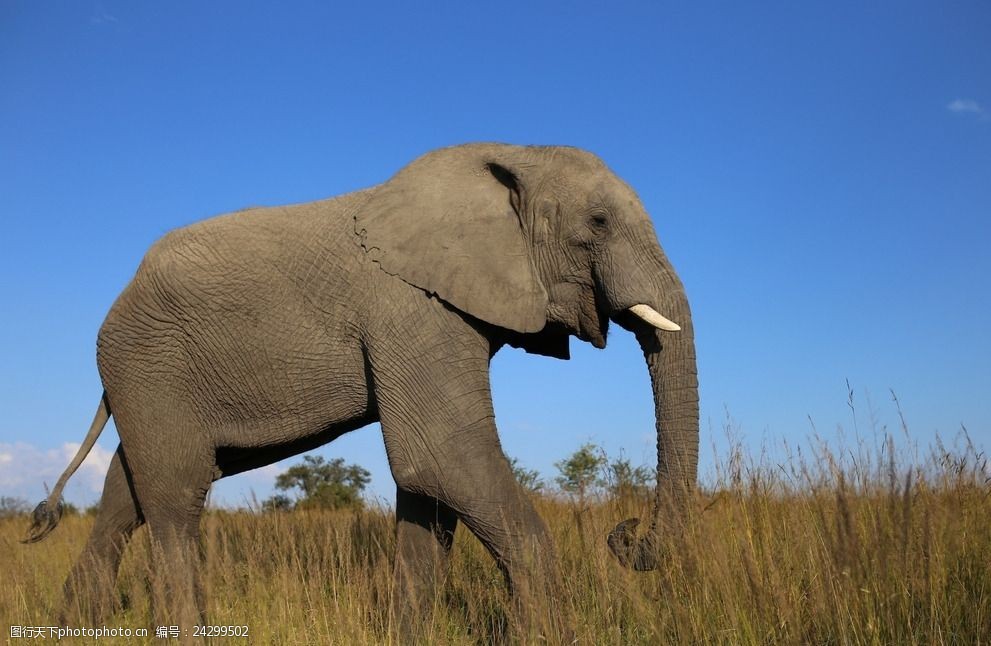 非洲草原象