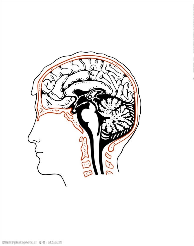 大脑矢量图下载