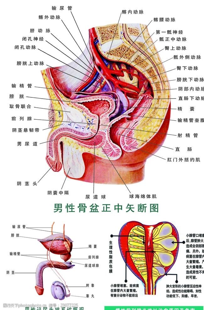 男科解剖图