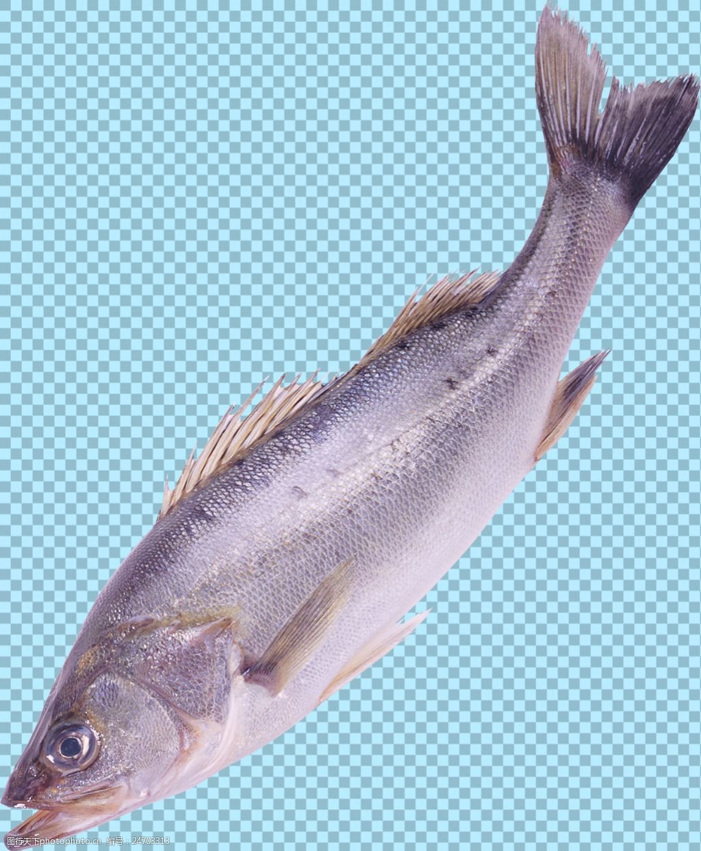 银色的鱼类图片免抠png透明图层素材