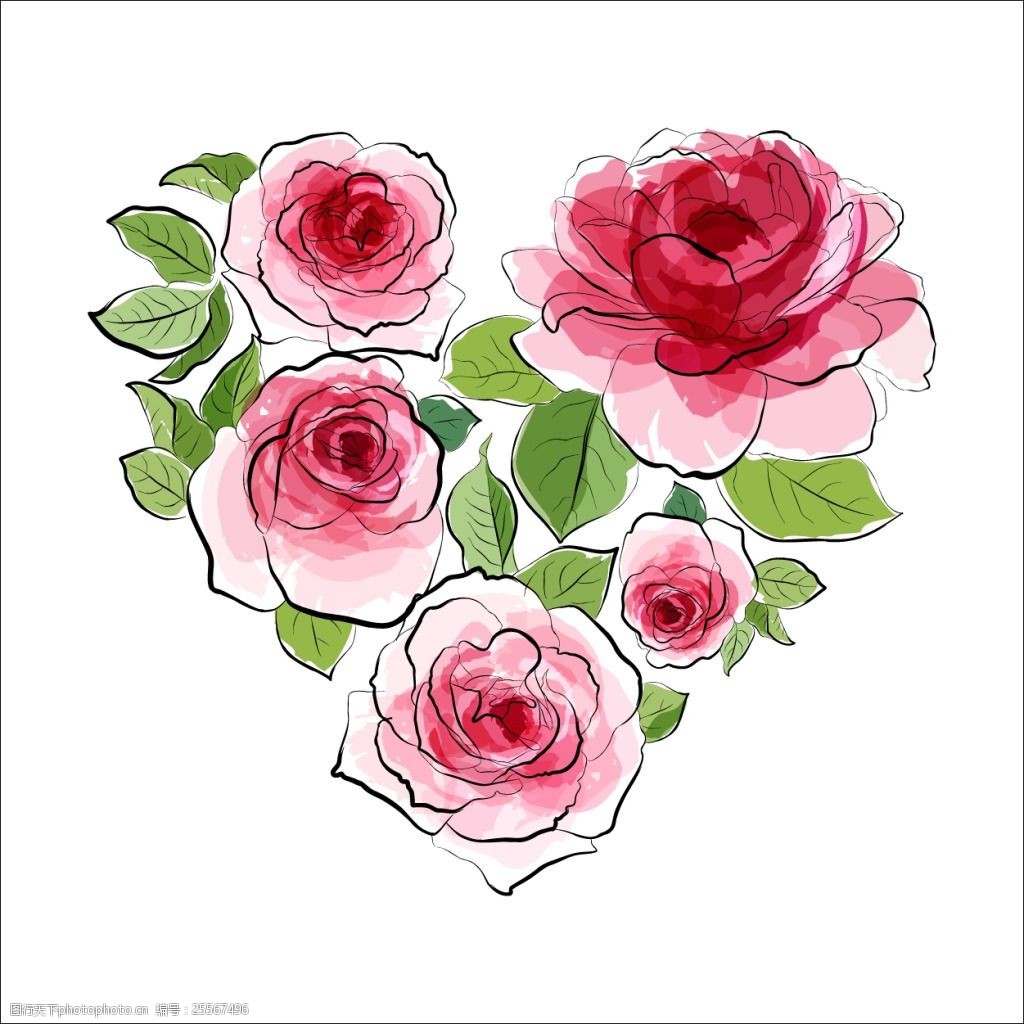 透明水彩玫瑰花插画