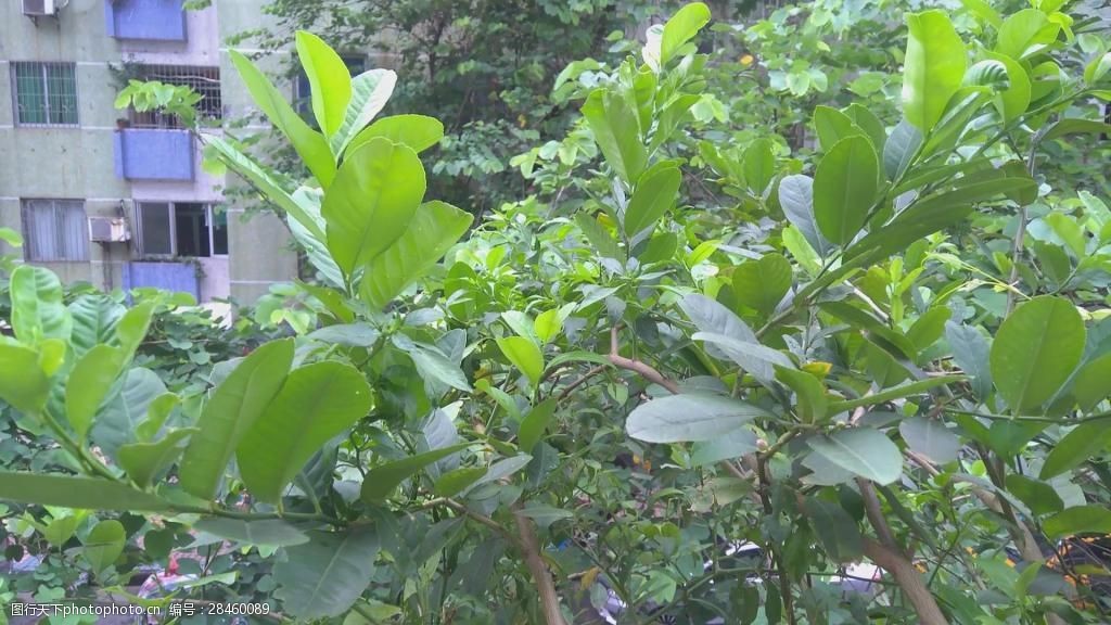 关键词:小区窗外绿化植物 小区 窗外 绿化植物 植物 绿色植物