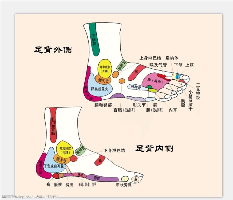 手趾骨全息图