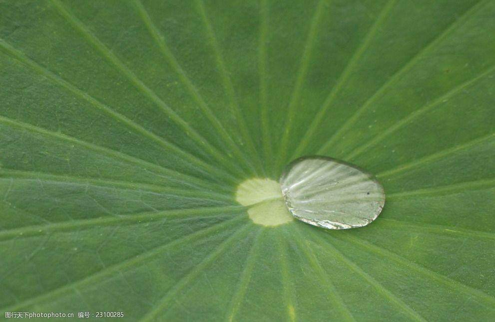 荷叶上的水珠