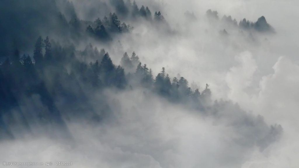 森林雾气自然风景