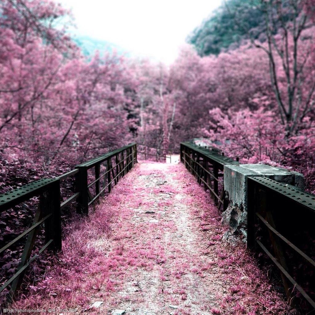 浪漫 梦幻 紫色花朵 花林 黑色木桥 围栏 风景 广告背景 远山近景