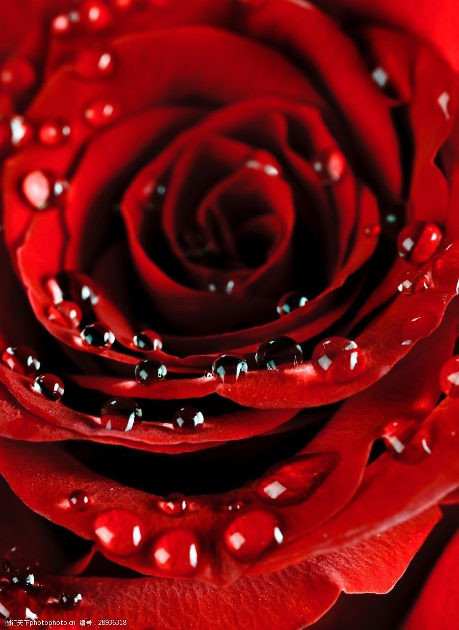 娇艳欲滴火红玫瑰装饰画效果图