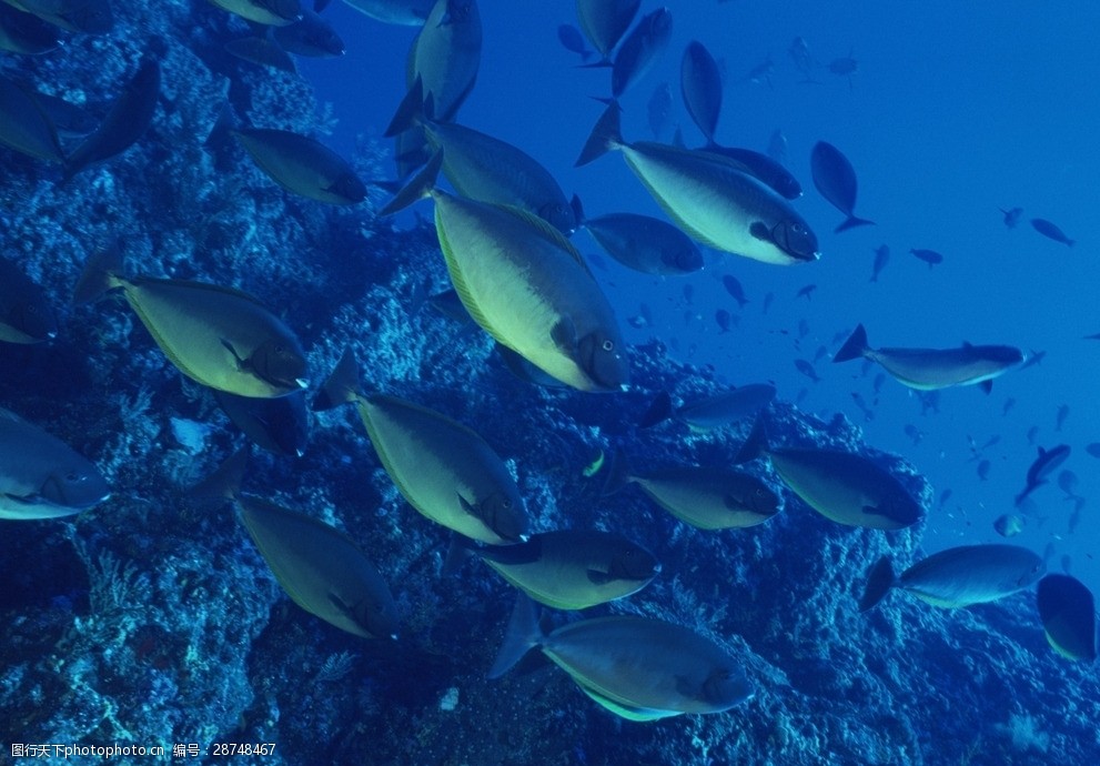 海洋生物蓝色海洋