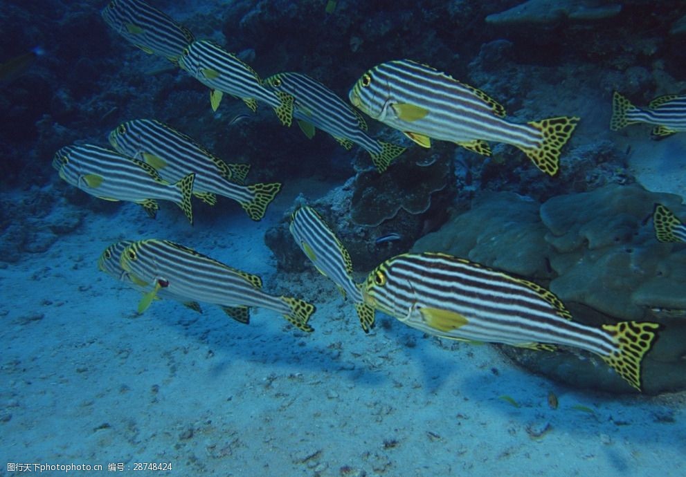 海洋生物蓝色海洋海底鱼类