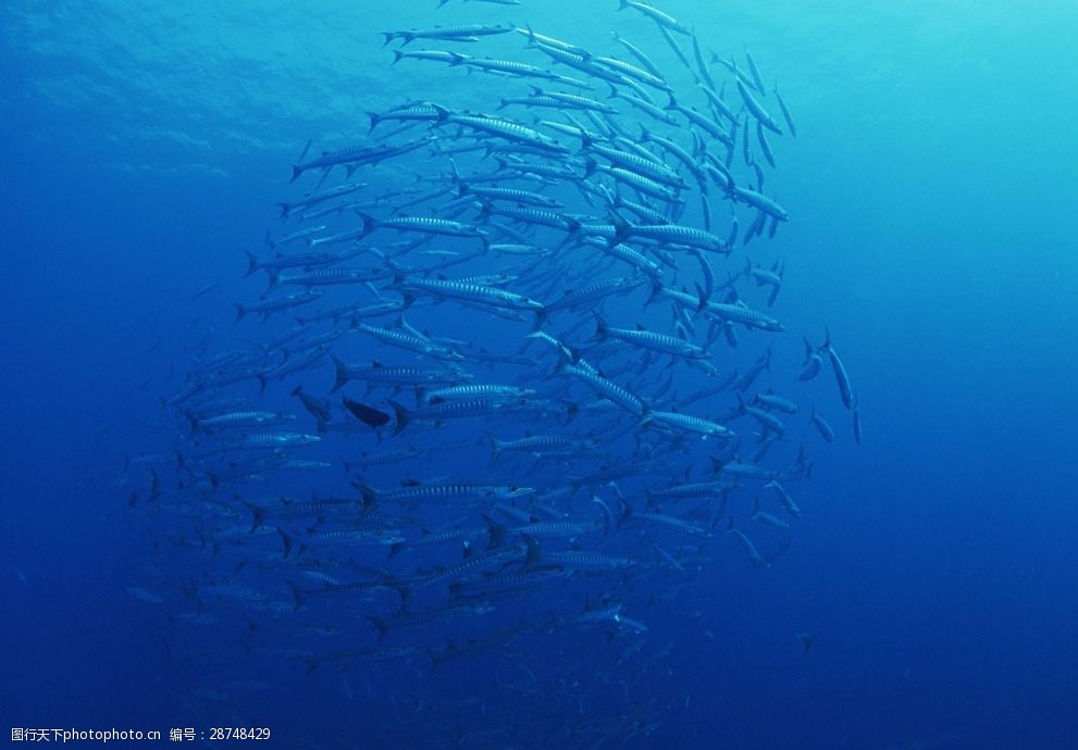 海洋生物蓝色海洋海底鱼类