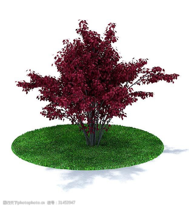 户外红叶李树3d模型 绿色 红色 3d模型 3d渲染 模型素材 户外红叶李树