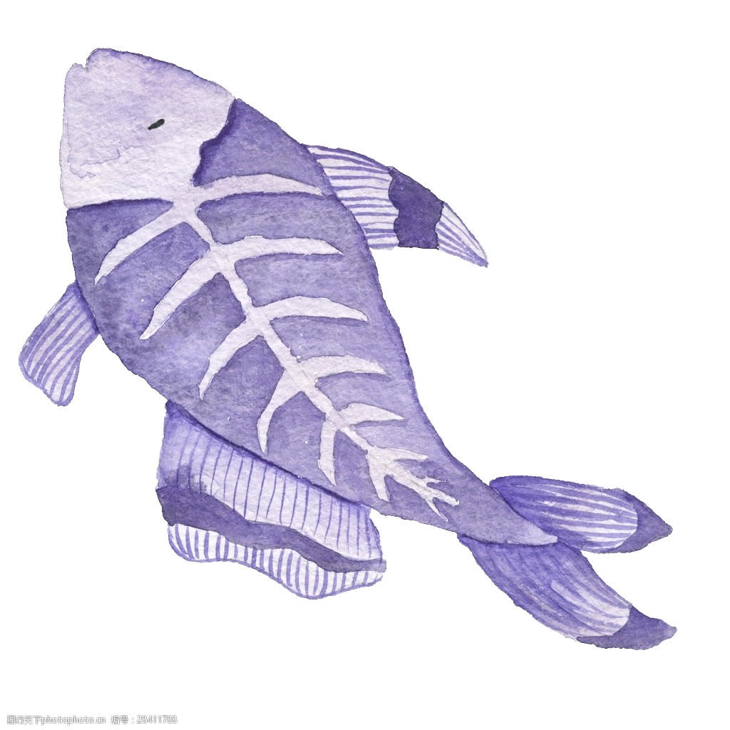 x-rayfish鱼水彩插画