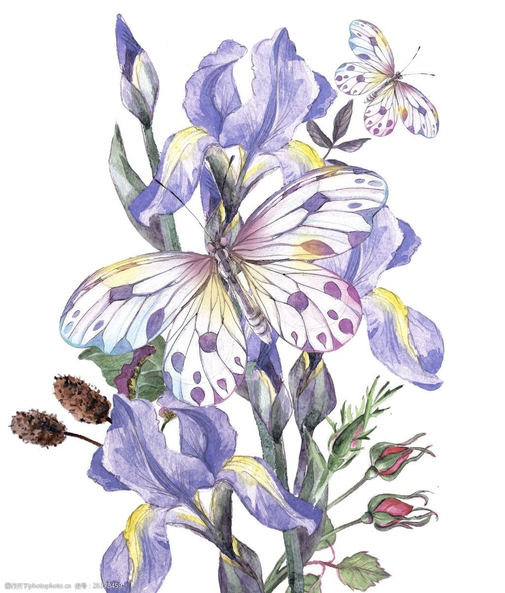 水彩绘美丽的蝴蝶花朵 植物 唯美 水彩绘 手绘 美丽 蝴蝶花 花朵 花卉