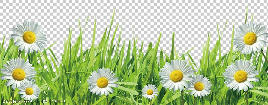 菊花草地图免抠png透明图层素材