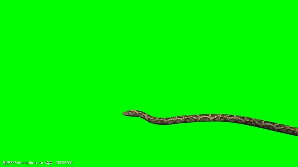 绿幕布可抠像动态蛇爬行素材