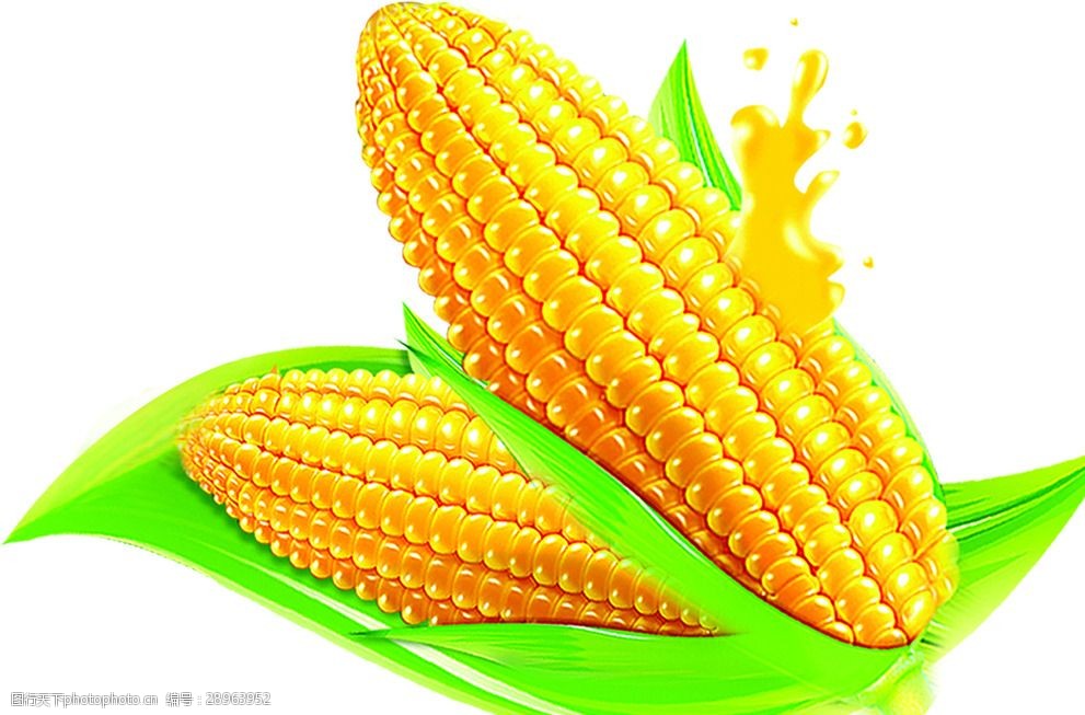 科技赋能通辽玉米单产提高跑出“加速度”