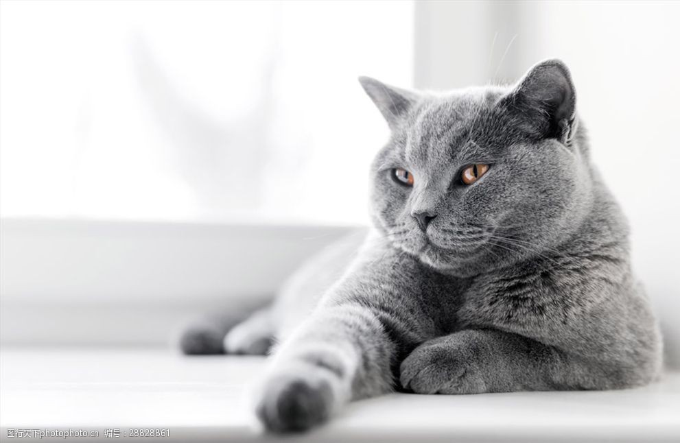 悠闲的灰色猫咪